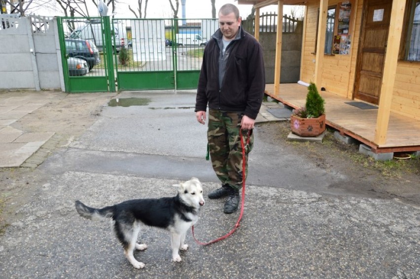 Rzucił psem przez płot schroniska w Tczewie. Teraz grozi mu do 2 lat więzienia