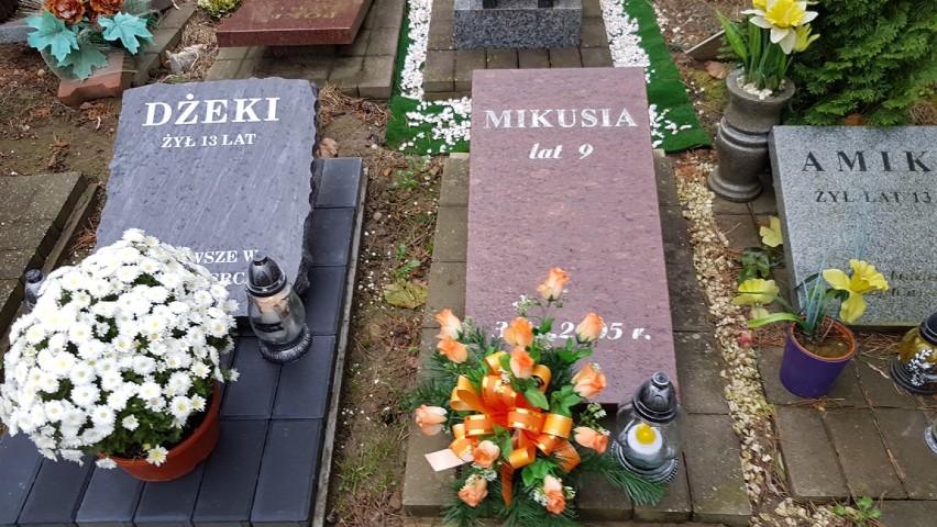 Wszystkich Świętych 2017 na cmentarzu dla zwierząt w Łodzi