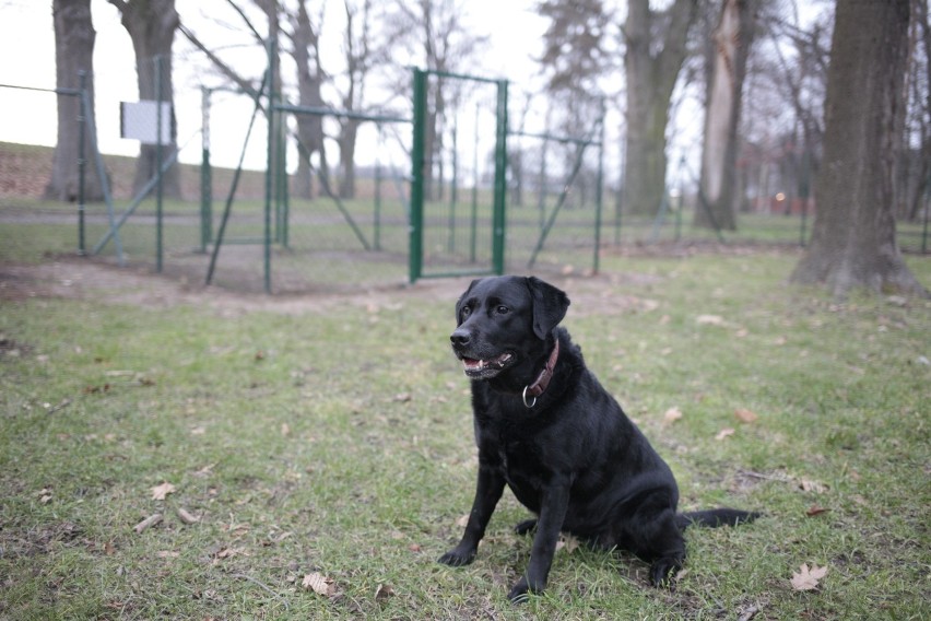 Park dla psów przy ulicy Wrocławskiej w Opolu