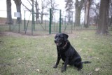 Park dla psów w Opolu już otwarty 