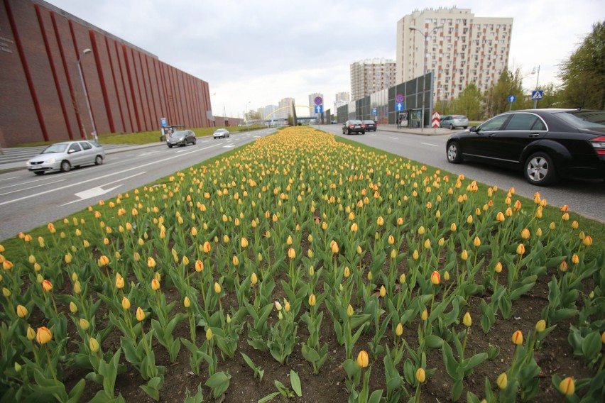 W Katowicach zakwitły kwiaty. W wielu miejscach kwietniki...
