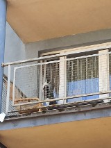 Kraków. Nietypowa interwencja na Ruczaju. Strażacy uratowali kota, który od kilku dni miauczał na balkonie