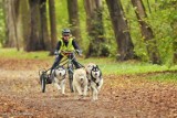 Wyścigi psich zaprzęgów w Lesie Młocińskim