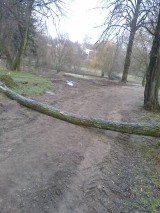 Przewrócone drzewo w parku Sienkiewicza