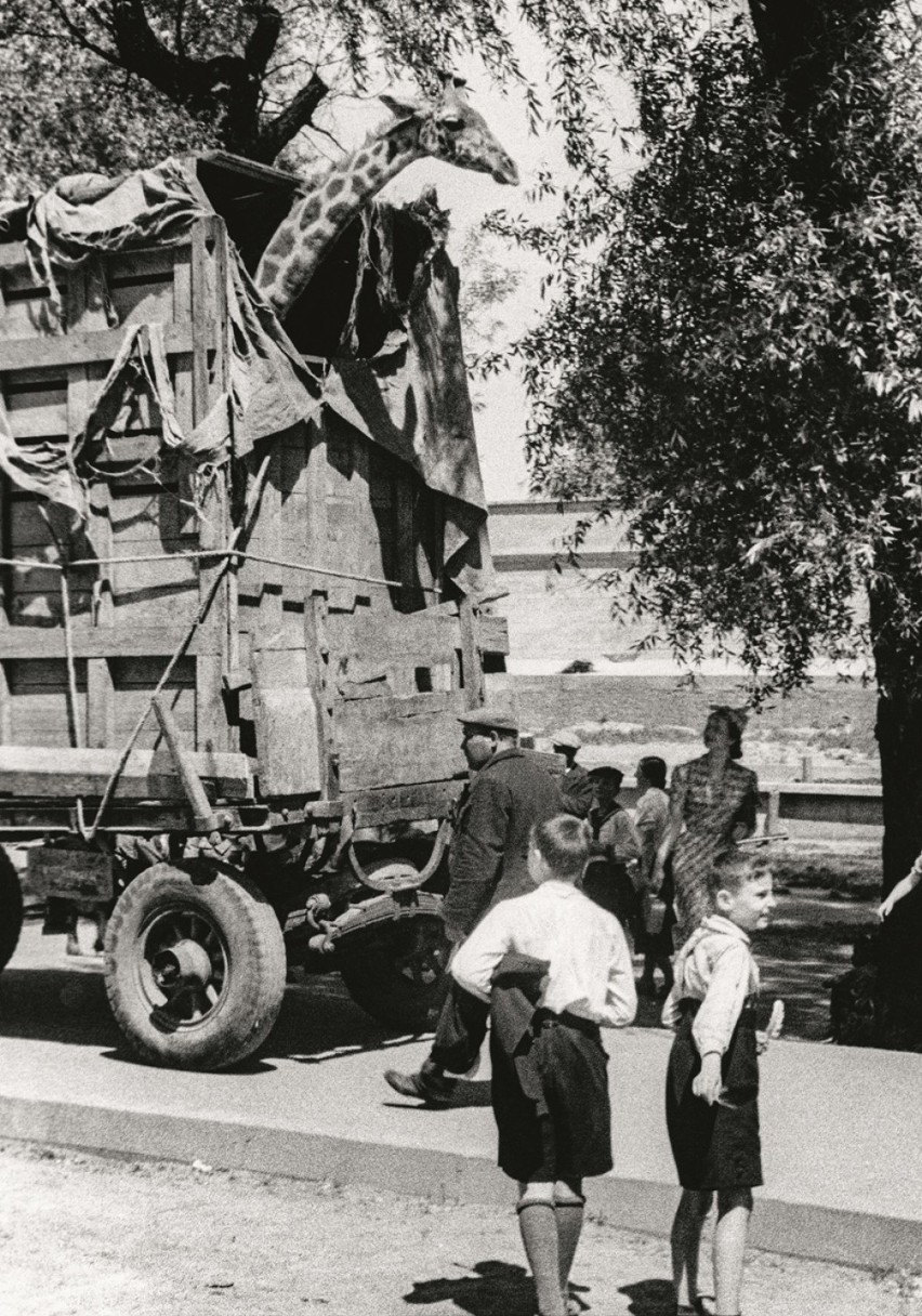 Wiosna, lato, WOJNA... Warszawa 1939. Od piątku nowa wystawa w Domu Spotkań z Historią