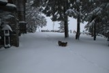 Zima wróciła w Beskidy. Spadło dużo śniegu