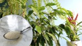 Żelatyna dla roślin – czy to dobry pomysł? Jest stosowana jako nawóz, ale czy działa?