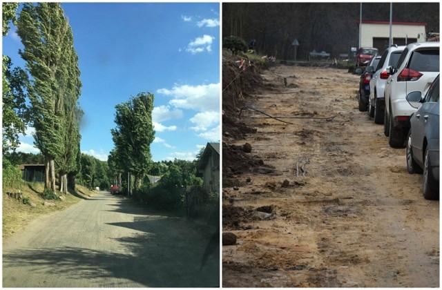 Projekt budowy drogi do plaży wymagał wycięcia starych drzew. Ma je zastąpić 11 nowych nasadzeń