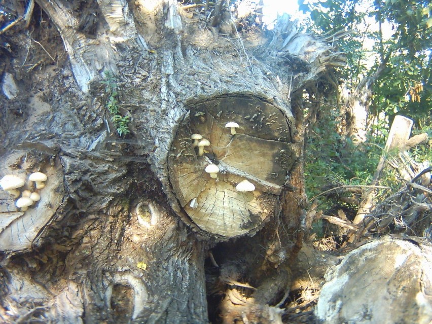 Grzyby na drzewie fot. Wojciech Janiszewski