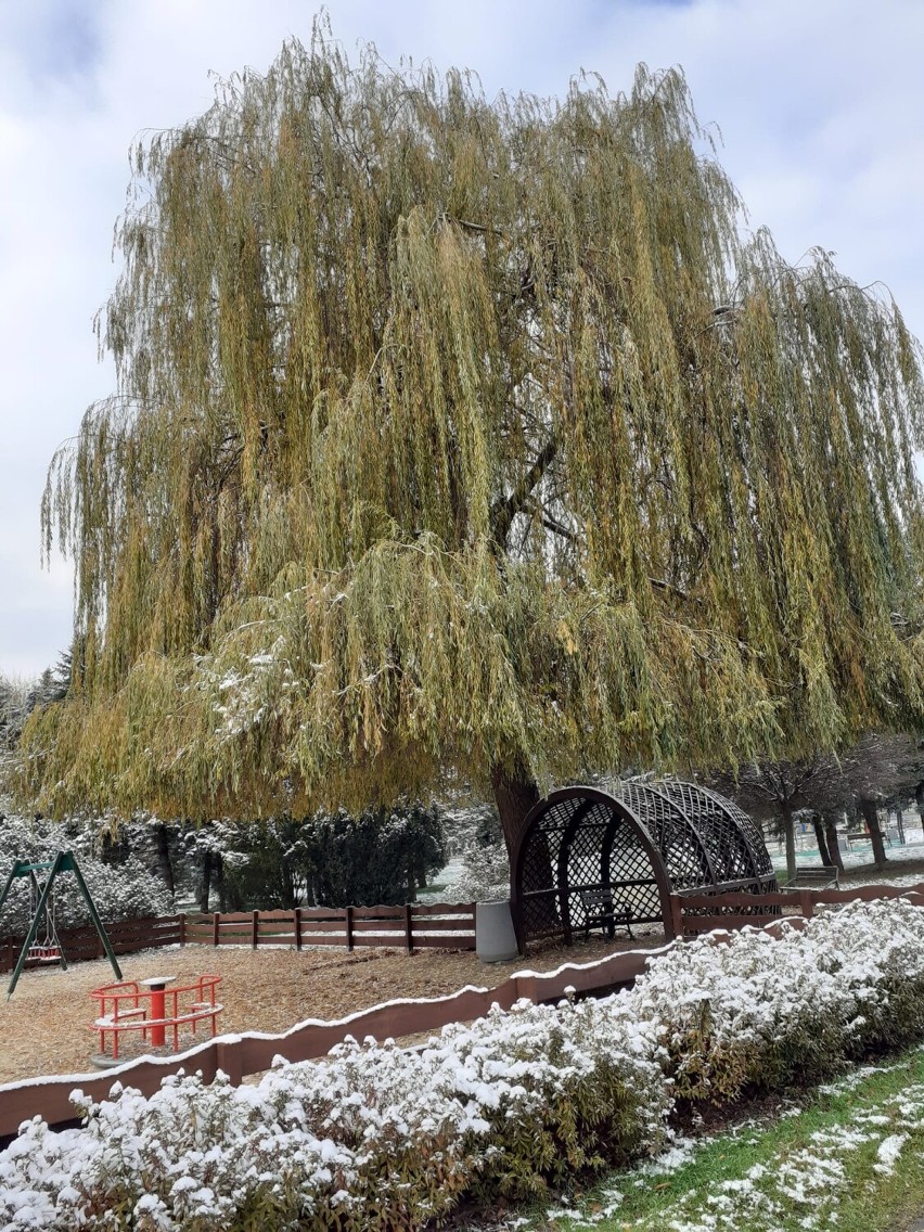 Park na osiedlu Kmity przy ul. Wyspiańskiego w Rzeszowie oprószony śniegiem. Zobacz zdjęcia