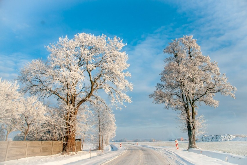 Okolice Pleszewa w zimowej scenerii wyglądają naprawdę pięknie