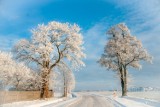 Pleszew. Okolice Pleszewa w zimowej scenerii wyglądały naprawdę pięknie