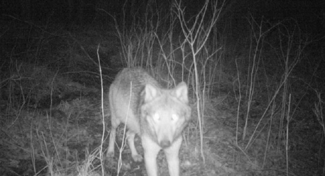 RDPL Łódź uspokaja, że nie spotkamy wilków w lasach podmiejskich, a także nie w małych, oderwanych kompleksach leśnych, choć zdarzyć się może, że akurat tam może przechadzać się pojedynczy, migrujący osobnik.