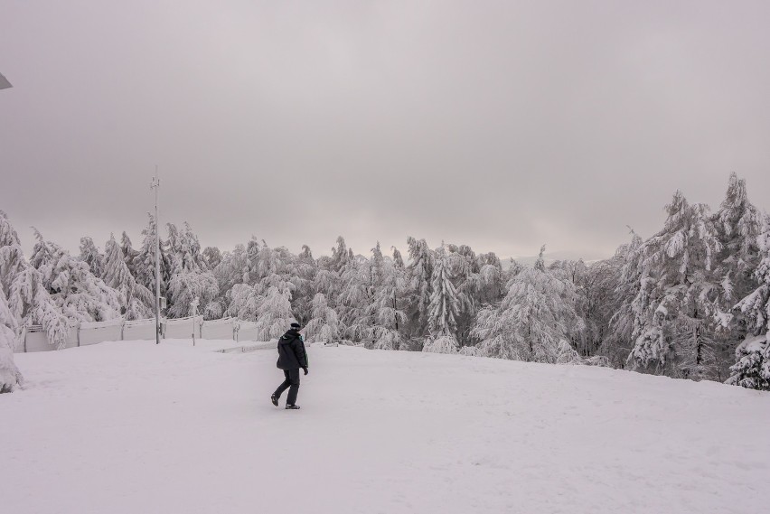 Jaworzyna Krynicka w zimowej szacie jest zachwycająca. Warto zobaczyć te zdjęcia