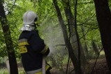 Pożar gasiło 115 strażaków z powiatu sępoleńskiego!