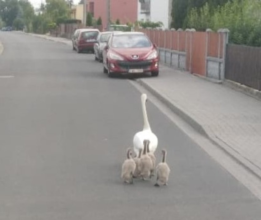 Rodzina łabędzi spacerowała ulicami Brześcia Kujawskiego [zdjęcia]