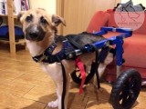 Ven, dwunożne psie dziecko z Ukrainy dostało... wózek inwalidzki! [ZDJĘCIA]