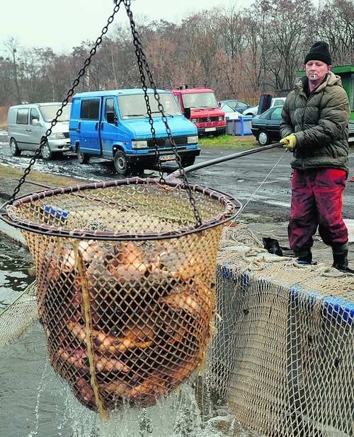 Prawo wzięło w obronę karpia - ulubioną rybę Polaków 
