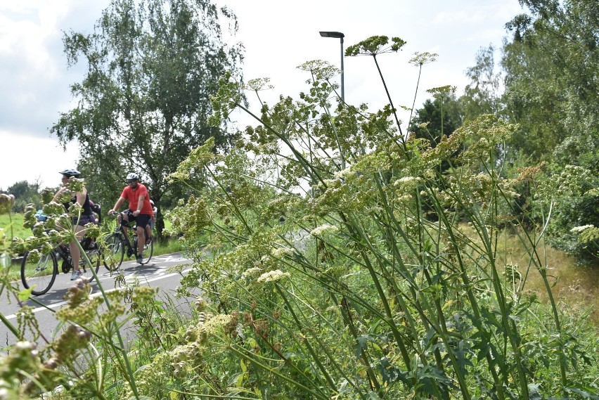 Roślinę z Bulwarów nad Nacyną ogrodzą taśmą! Ekspert sprawdza czy to Barszcz Sosnowskiego