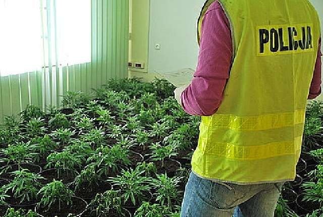 KRÓTKO: Plantacja marihuany w gminie Poraj. Znaleźli ponad 300 krzaków  [FOTO]