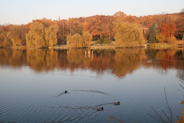 O parkowych drzewach zdecydują w Katowicach