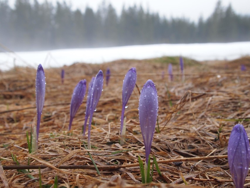 Tatry: w górach pojawiają się pierwsze krokusy [ZDJĘCIA]