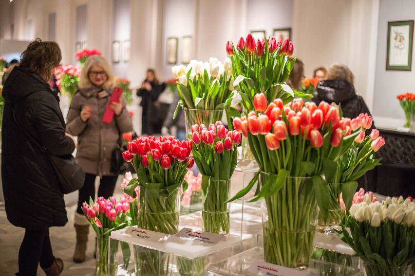 Wielka Wystawa Tulipanów w Wilanowie. Prawie sto odmian...