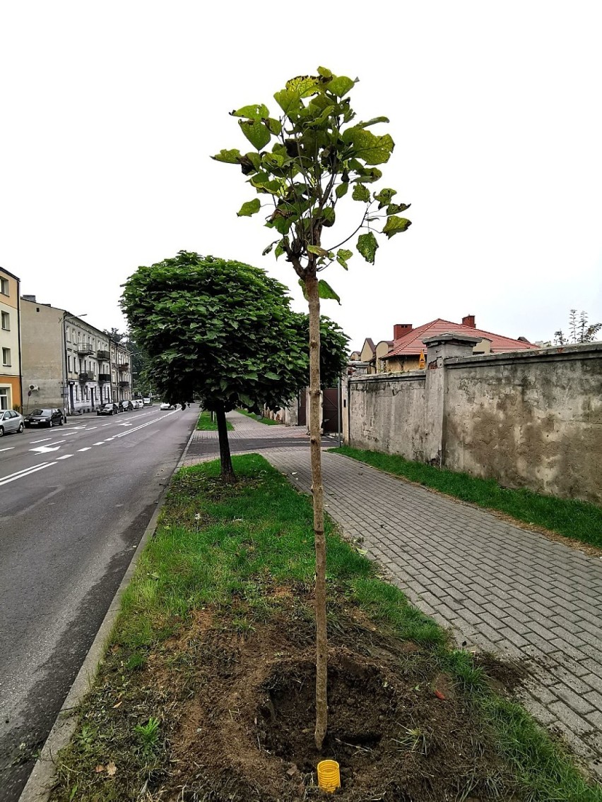 W Kaliszu przybywa drzew. Trwają jesienne nasadzenia. ZDJĘCIA