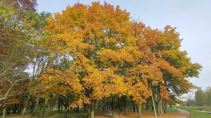 Park Grabek w Czeladzi zaprasza na jesienne spacery...