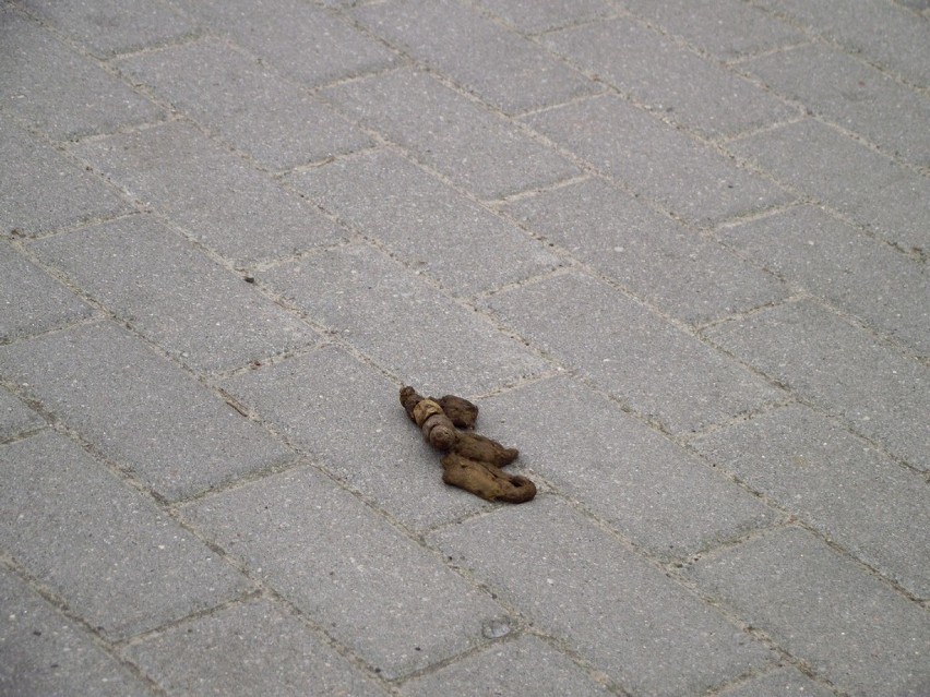 Zbąszyń. Psie kupy na chodnikach. O porządek musimy zadbać...