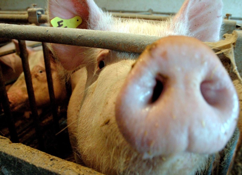 Pomór świń: Wojewoda lubelski wprowadza rygory w hodowli...