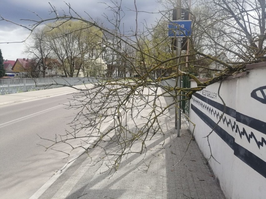 Konar przegrodził chodnik w centrum Goleniowa. Usuną dopiero jutro