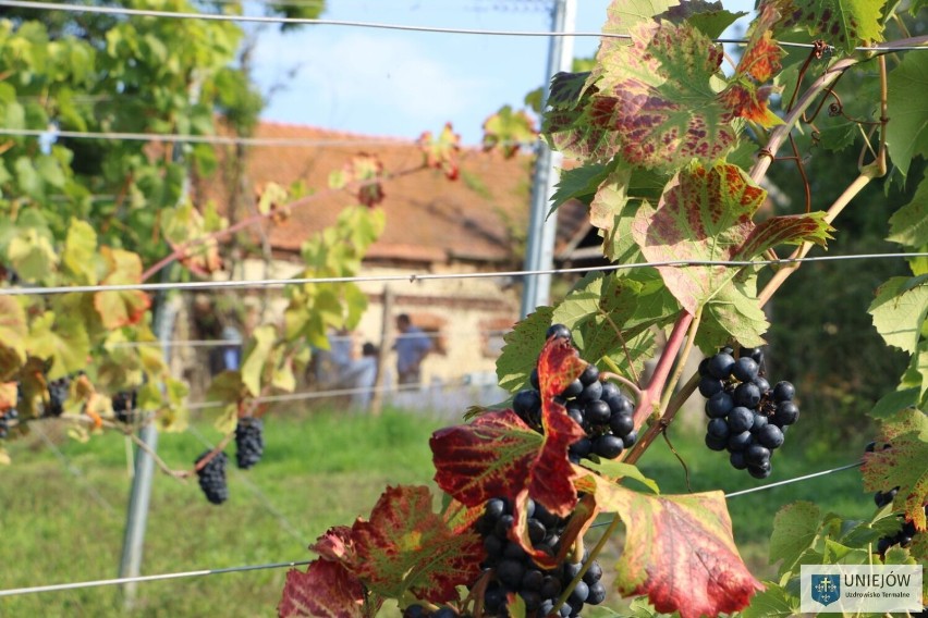 Średniowieczne tradycje winiarskie wskrzeszone w Uniejowie. Dojrzewa kolejny rocznik szlachetnego trunku ZDJĘCIA