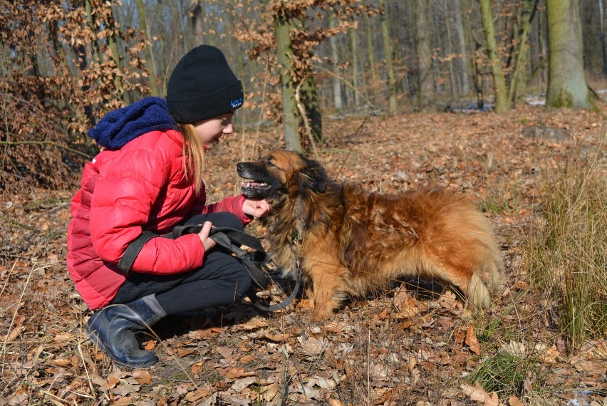 Schronisko dla zwierząt w Skierniewicach. Zaadoptuj psa