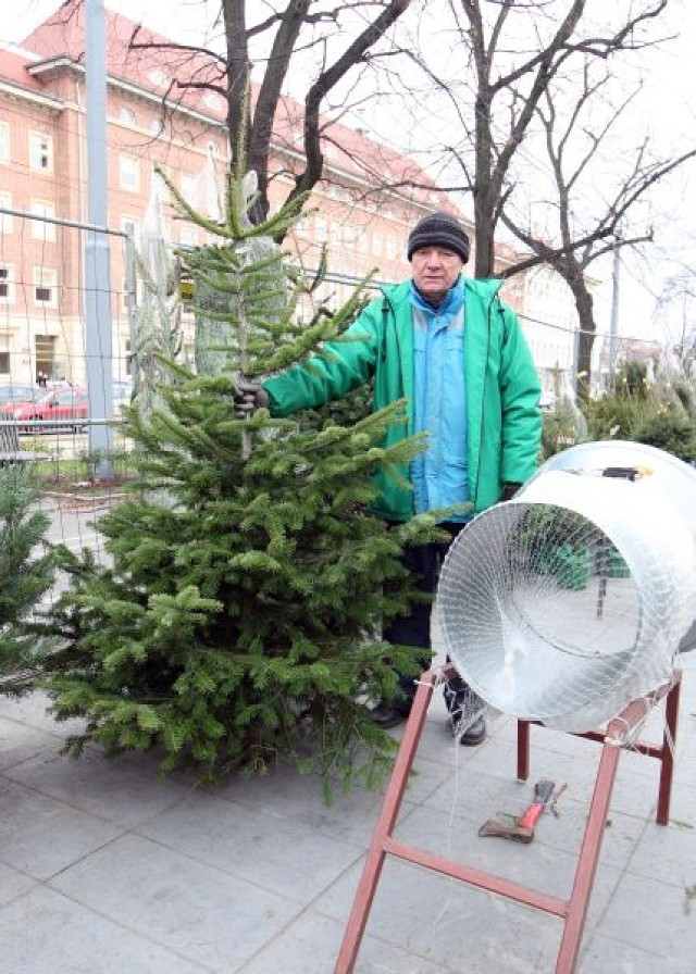 Choinka last minute w Szczecinie. Ile zapłacimy za świąteczne drzewko?