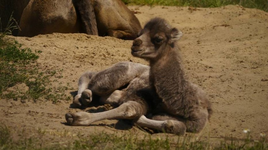 Zoo Zamość: Wielbłądy Bella i Nikodem doczekały się syna....