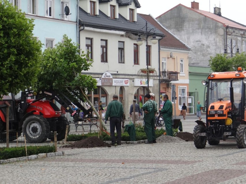 Zieleń Miejska w Łęczycy wymieniła drzewka na starówce