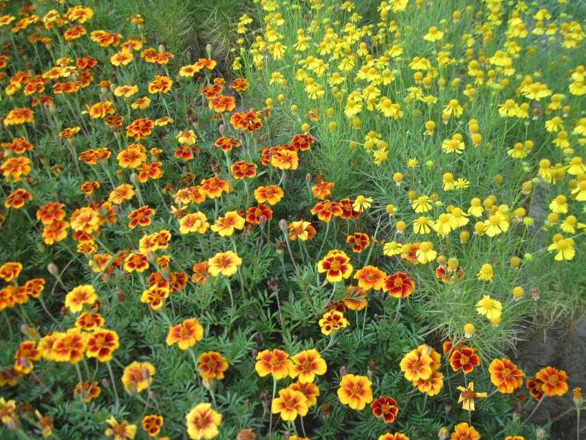 Ogród Botaniczny w Lublinie zaprasza na spacery z przewodnikiem 