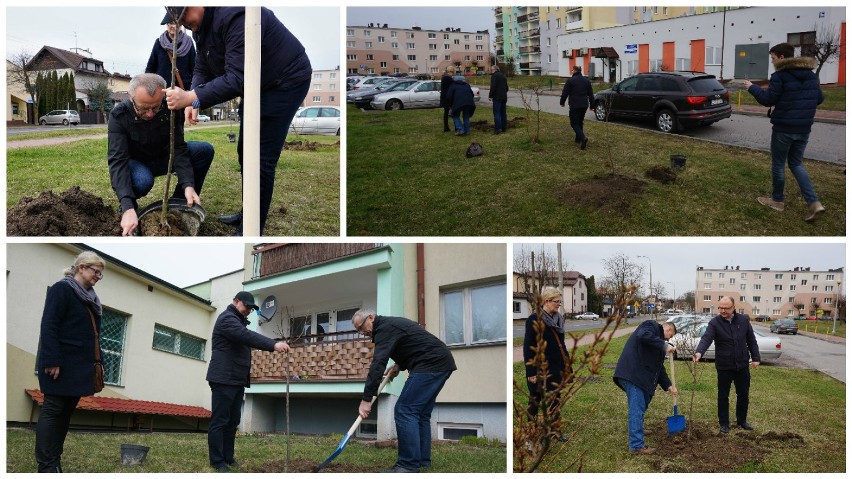 Akcja #DrzewoPlus w Kraśniku. Politycy PO wzięli łopaty w dłonie i sadzili drzewka (ZDJĘCIA)