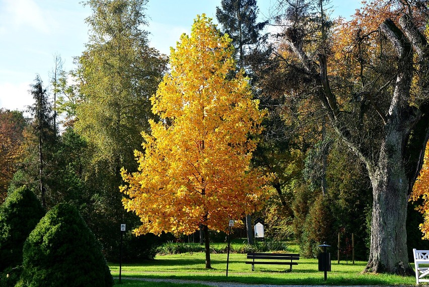 Tak  wygląda krajobraz jesienny w pilskim parku [ZDJĘCIA]