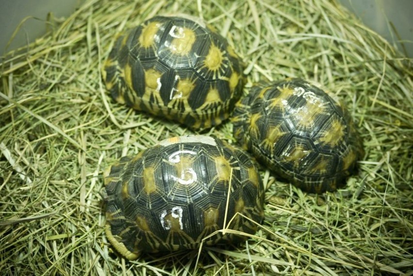 Kryminalna historia pięciu żółwi promienistych (ZDJĘCIA)