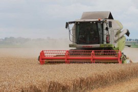 W gminie Miłoradz padł rekord Polski w wydajności pszenicy ozimej z hektara  [ZDJĘCIA] | Malbork Nasze Miasto