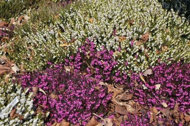 W Ogrodzie Botanicznym w Kielcach zagościła już wiosna. Kolorowo zrobiło się na rabatach z wrzoścami. Na kolejnych  zdjęciach zobaczcie wiosenne kwiaty w Ogrodzie Botanicznym w Kielcach.