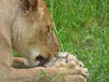 Zoo Warszawa. Zwierzęta bawią się otrzymanymi prezentami [WIDEO]