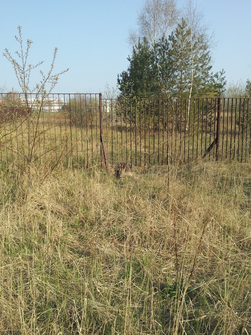 Uratowali jelonka, który utknął w ogrodzeniu [ZDJĘCIA]