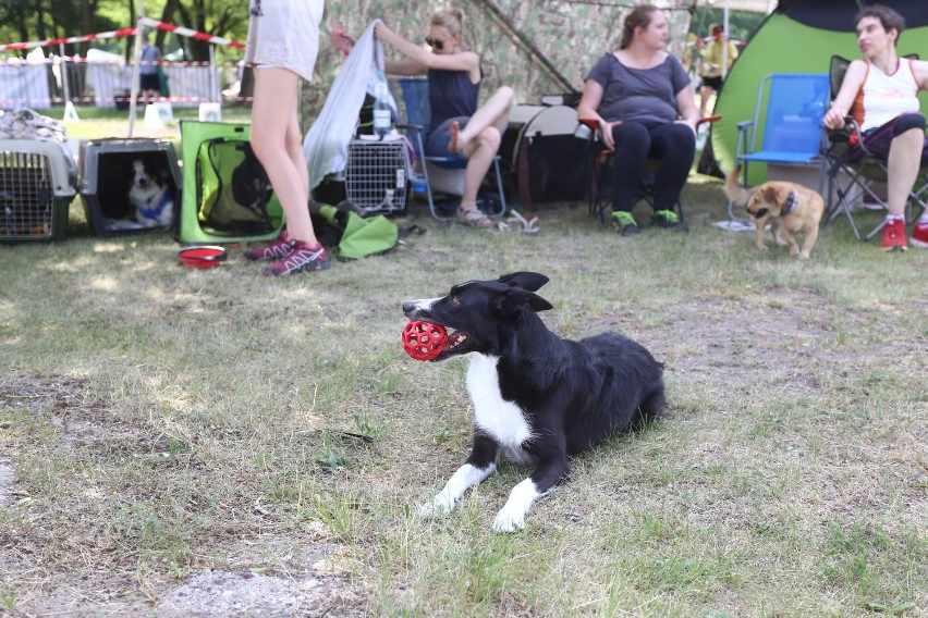 Impreza dla miłośników psów na Bemowie. Właściciele i ich pupile wspólnie bawili się na sportowym pikniku [ZDJĘCIA]