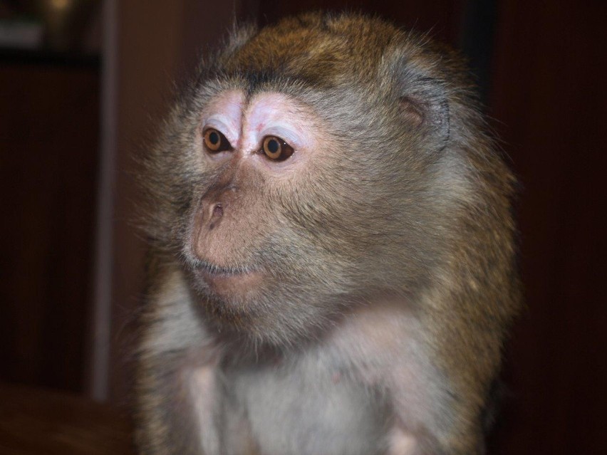 Zakopane: dramat małpki Zuzi. Trzymali ją przez 7 lat na mrozie w klatce [ZDJĘCIA, VIDEO]