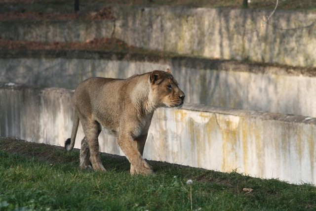 Zoo w Łodzi będzie miało monitoring w 2012 roku