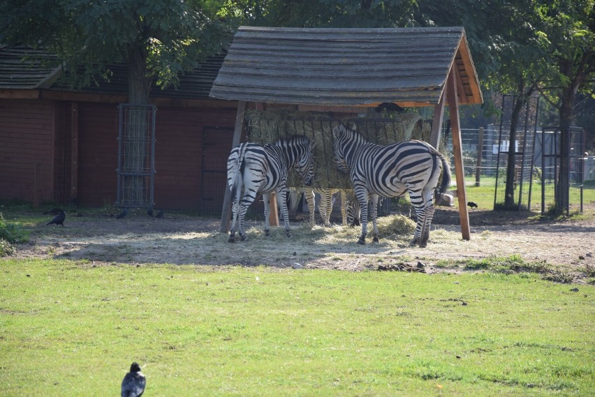 Przed nami piękny weekend. Warto wybrać się do ZOO Safari Borysew koło Poddębic. CENNIK, ZDJĘCIA