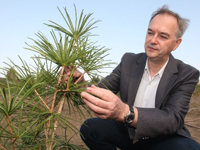 Profesor Janusz Łuszczyński zachwyca się sośnicą japońską, która w stanie naturalnym rośnie tylko w Japonii i udało się ją sprowadzić do Ogrodu Botanicznego w Kielcach. Grube mięsiste kolce, tworzą konstrukcje przypominające szkielet parasola.